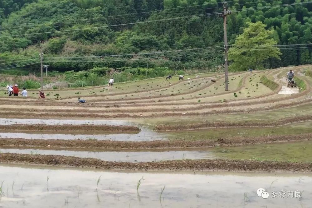 生态|喝着山泉水长大的内良高山稻米，认识一下