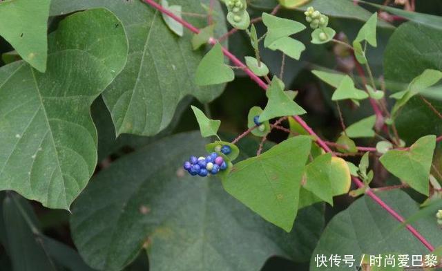 农村叫“蛇倒退”的野草,长有倒刺叶子能吃还能止痒,你认识吗?