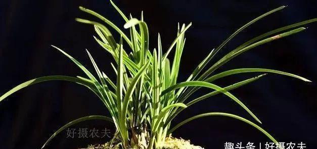 兰花|兰花叶片瘦小,需要赶快施肥吗兰友这样操作才正确