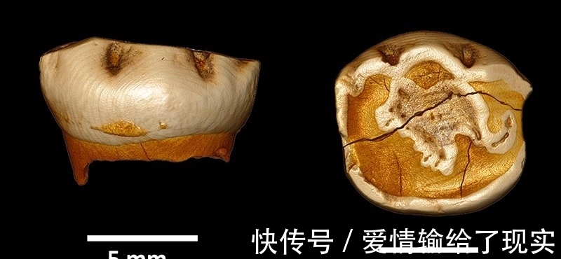 人类|尼安德特人灭亡是因母乳喂养?最新科研:这是伪科学!