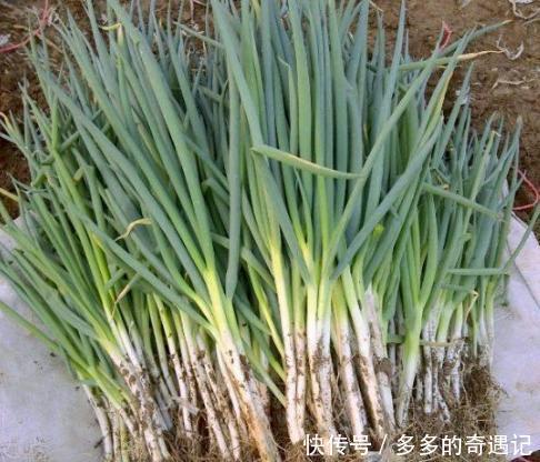 买大葱，内行人就看这5处，一眼分辨好坏，菜贩这人不好忽悠