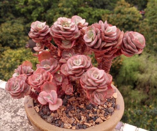 婆婆花5块钱买的多肉，一不小心养成老桩，多少钱也不出售