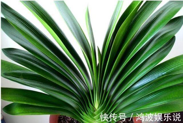 水君子兰|君子兰生长，离不开的2种水，15天来一次，肥厚油绿，开花不夹箭