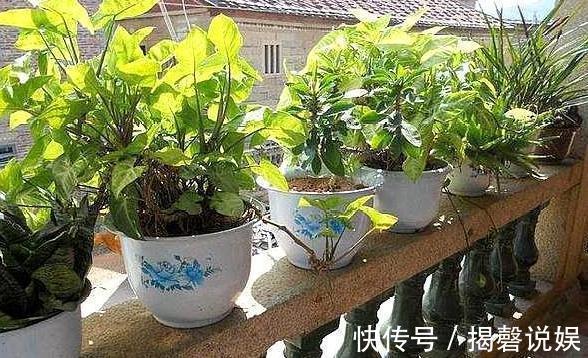 新人养花想得心应手,需注重3个小技巧,掌握到位养啥花都不难