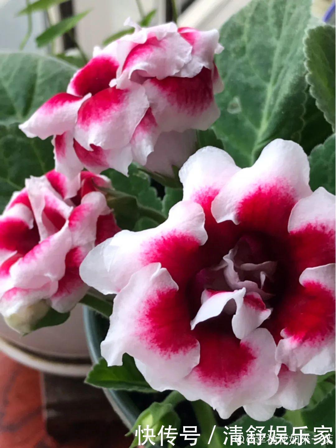 叶芽|君子兰千万别喷水，一喷水就烂叶，3天就要死翘翘！