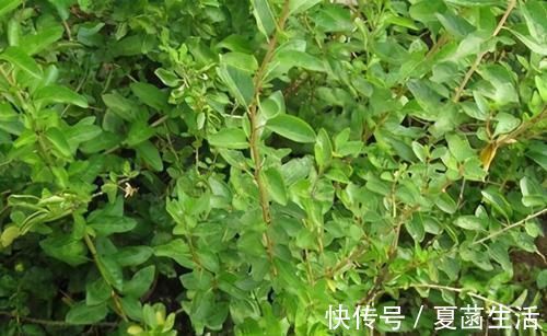 一口气|十个人九个腰疼,用此叶煮水喝,腰不疼,腿不酸,一口气上五楼