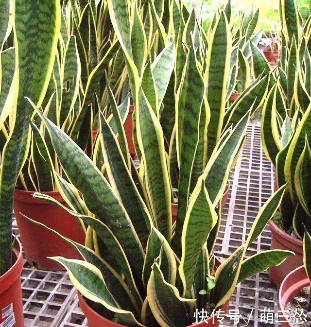 虎皮兰长的慢,只要浇水加点它,叶片肥厚绿油油,蹭蹭疯长2米高