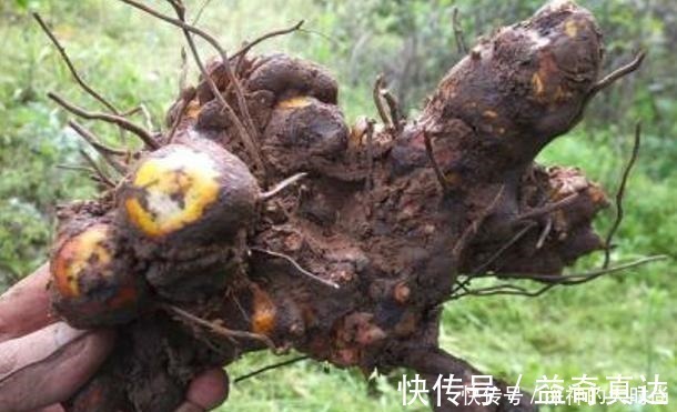 金刚藤|谁若铲除此物,请您收藏它的根茎,别怕笑话,目前26元一斤