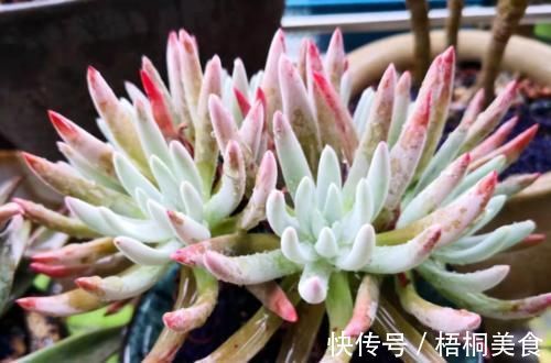 爱杜丽丝是仙女杯属的经典多肉，不但好养且养成老桩后充满沧桑感