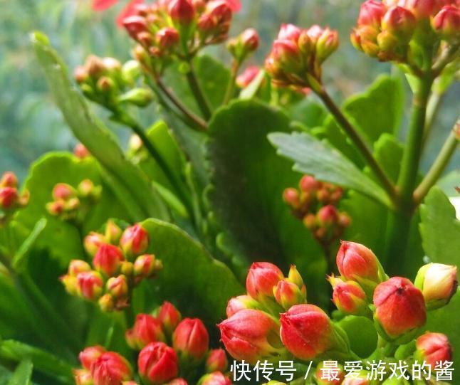 长寿花没长花苞，能不能剪？别剪，放个“大招”就可以了