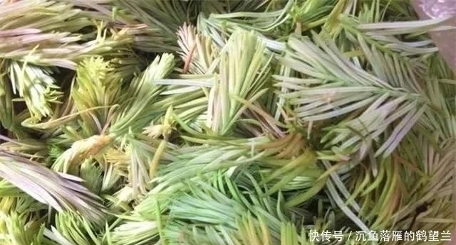 苜蓿|中国最好吃的6种极品野菜，你若是全吃过，请收下我的“膝盖”