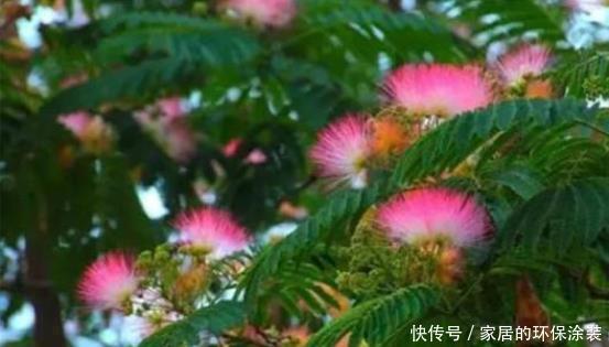 修剪|合欢花花语这么美好,好看又好养,值得拥有