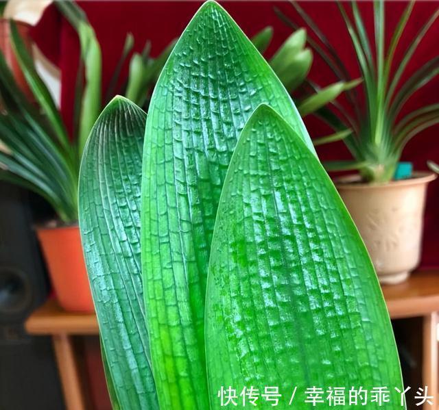 君子兰10月要''巧养''，新叶厚又亮，早早抽花箭