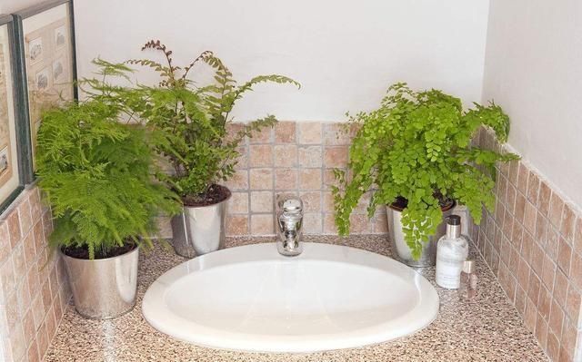 黄叶|夏天有12种花“晒不得”,见了“强光”就黄叶,挪个地方长得好