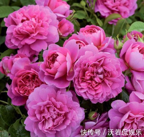 玫瑰|喜欢玫瑰，不妨试试“珍品玫瑰”安妮公主，丰腴婀娜，芳姿耀眼