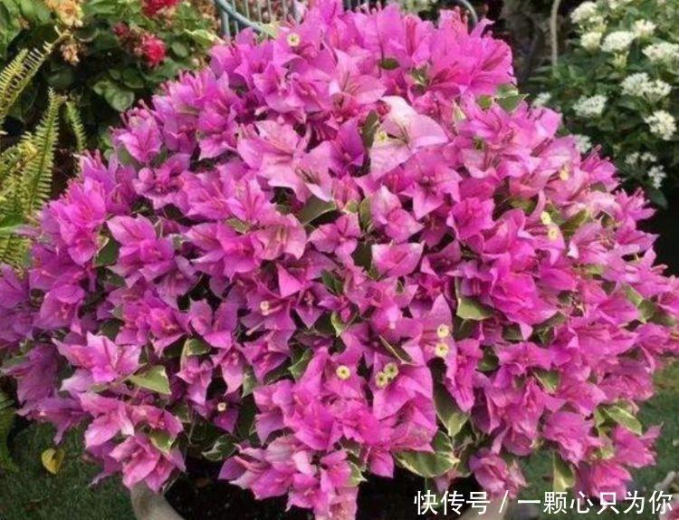 冬天也能种植的花卉，花香易打理，清新又迷人