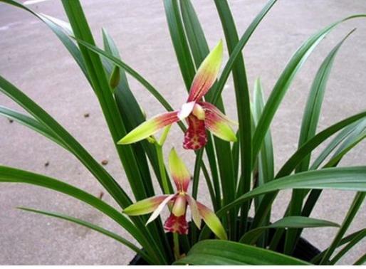 养兰花是“大坑”这3种养护秘籍学会了，还愁兰花不爆盆