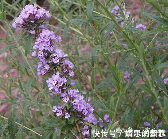 痔疮|农村这个植物，一个名字竟是两种东西，一种能毒鱼一种治痔疮