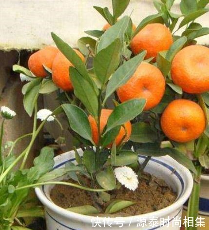 一盆能卖几十块,甚至上百元!果树另类种法巧赚钱!