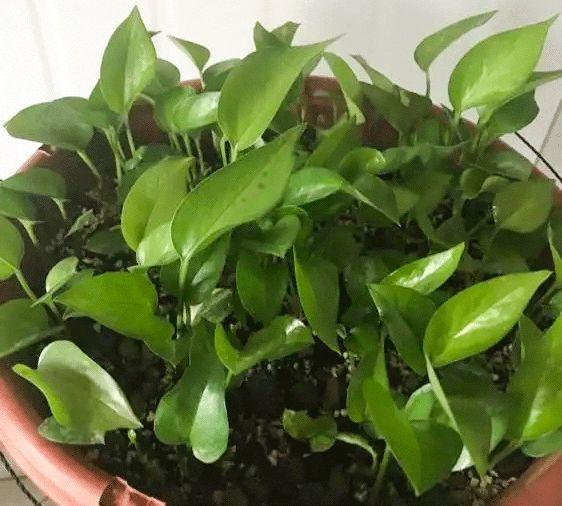 绿萝到底怎么浇水2个浇水技巧,学会浇水就能把绿萝养爆盆