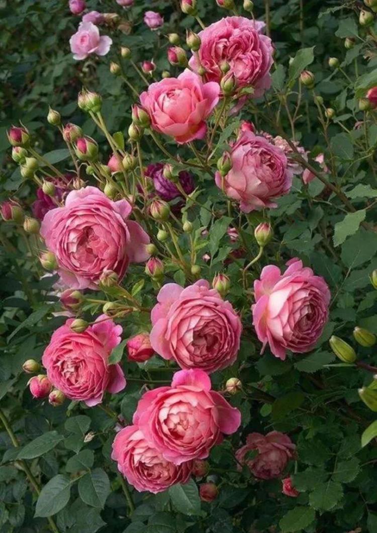 月季要死掉了怎么办,用这些方法可以挽救