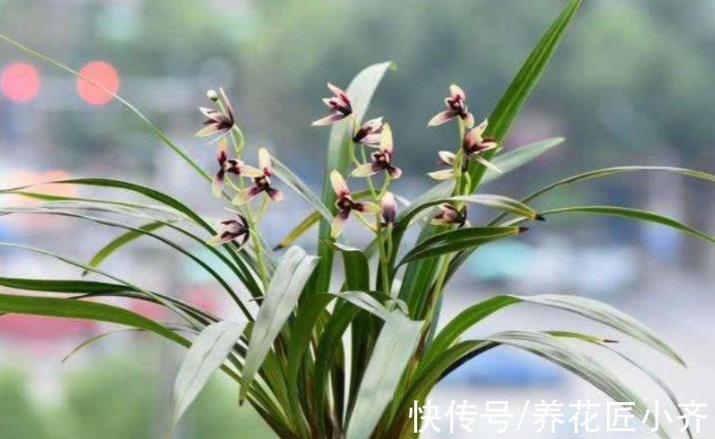 秋季兰花养护截然不同,通过3点入手,合理改变才能发新芽长花苞