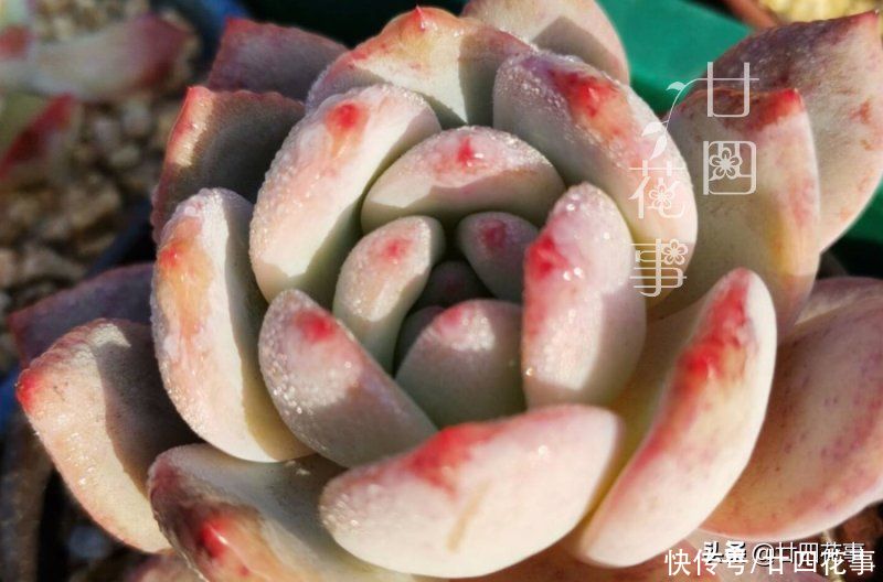 多肉植物|多肉度夏难，常见8种“死法”，积极预防管住手，别在夏天收空盆