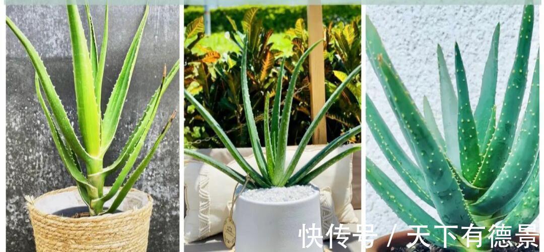 适合懒人养的“6种花”,不只是好养,还寓意好,利于健康