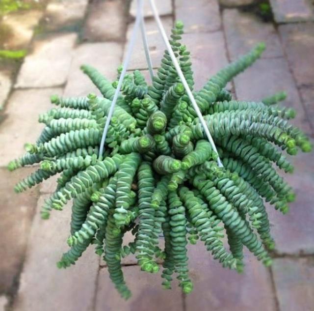 6种多肉会“变形”,花盆吊起来养,叶子2米长,能当“门帘”!