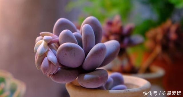 美人|4种多肉是“美人”,虽然是普货,但是好养活,老桩出状态更美!
