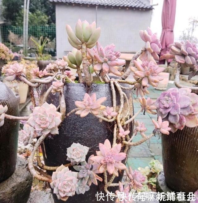 她用2年时间,把多肉养成“悬崖老桩”,总结了3个实用方法!