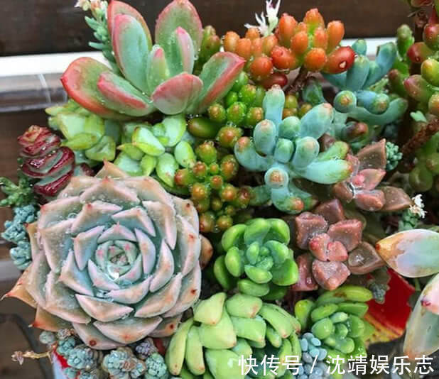 多肉一到夏天就死学会“5招”，安全度夏，叶片饱满，还爆盆了