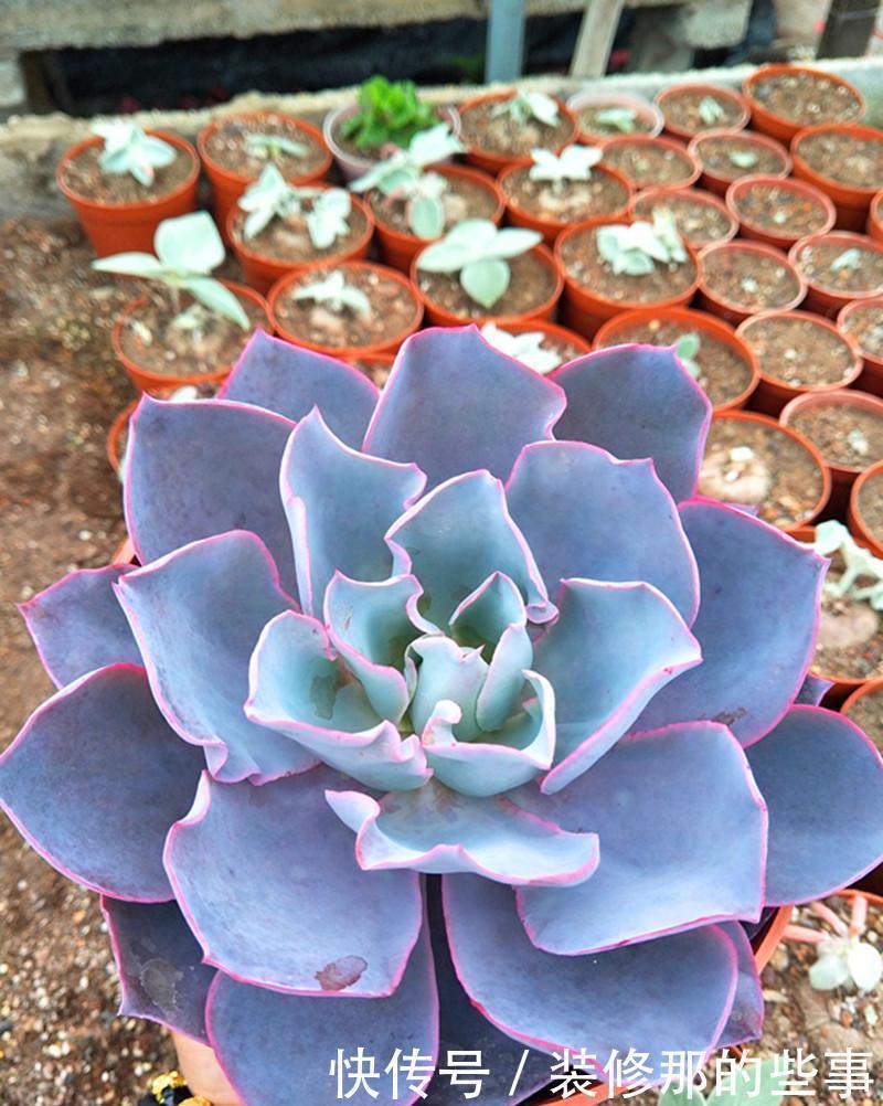 绮罗|霸气侧漏的多肉品种,越养就越值钱,度夏无压力