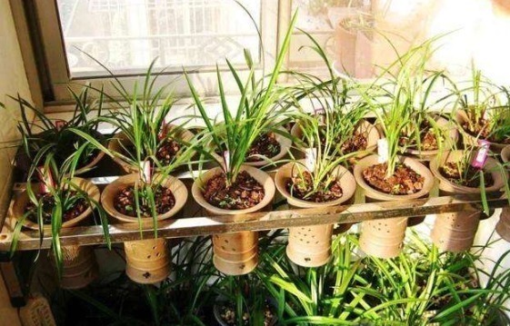 想刚种植的兰花服盆快,这个步骤不能漏,再做好缓苗,就能快服盆