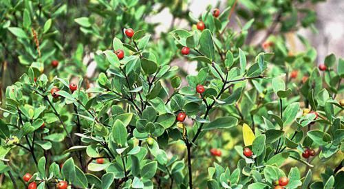 这野草很像人参,农民当杂草除掉,殊不知是皇帝常用的“鬼辣椒”