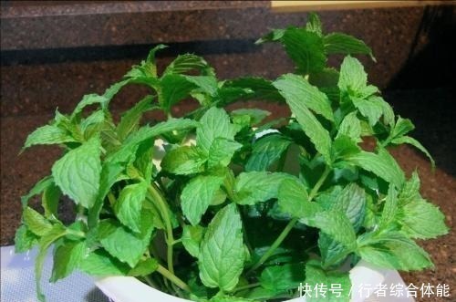 吊兰|卫生间放了4盆花,味道立马不一样,除异味空气清新,叶绿油亮!