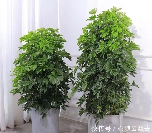 快过年了,6种“招财树”不能少,家里养几棵,招福又招财