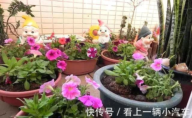 4种花是懒人之花，怎样养都没事，1个月不浇水，还爆盆了