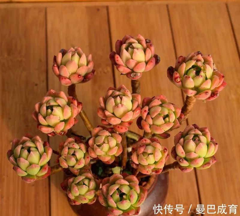 5种多肉“小老桩”，随便晒晒就上色，美的不可方物！