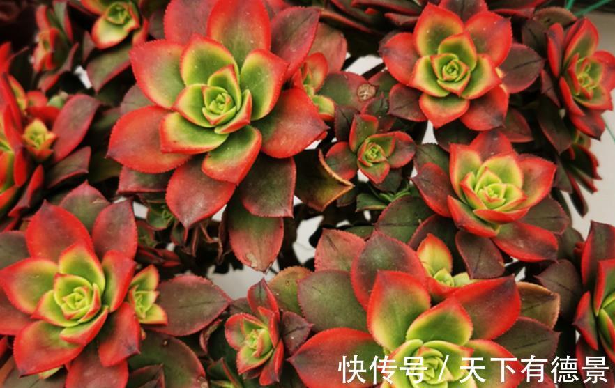 养护|8月养盆艳日辉，好养上色易爆崽，养出血斑美极了，值得拥有