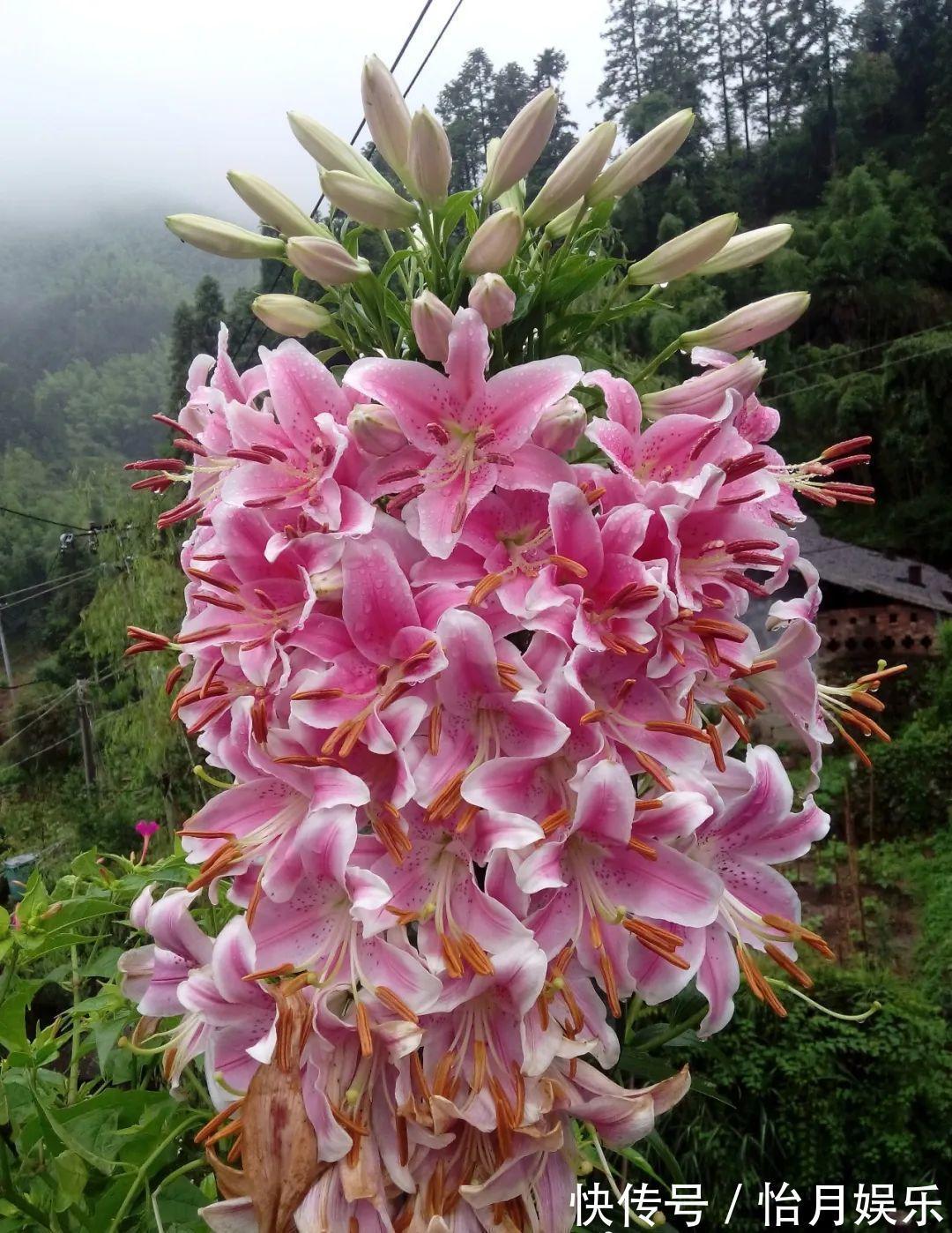 花也能成精,养成巨无霸,一次开花50朵,比小孩还高!