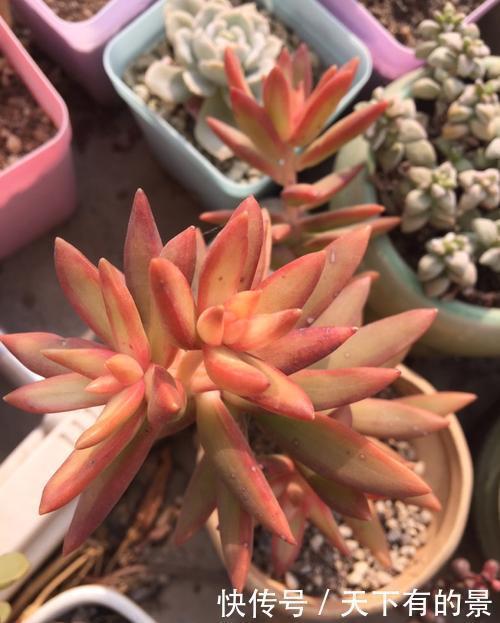 叶片|20款高贵梦幻紫色多肉,养一盆“紫气东来”,总有一款是你喜欢的