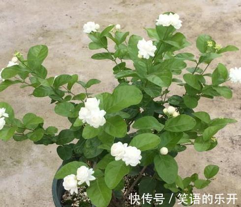 浇水|全民公认,天热值得入手的8种花,粗放管理开花贼漂亮