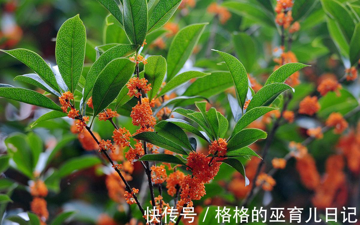 10月家中种3“养生花”，年年开花多又艳，做到人养花花养人