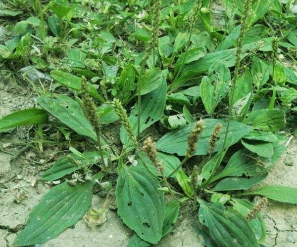 猪肚菜|车前草能抗癌别再被忽悠了,真实功效有3个,最适合老人喝!