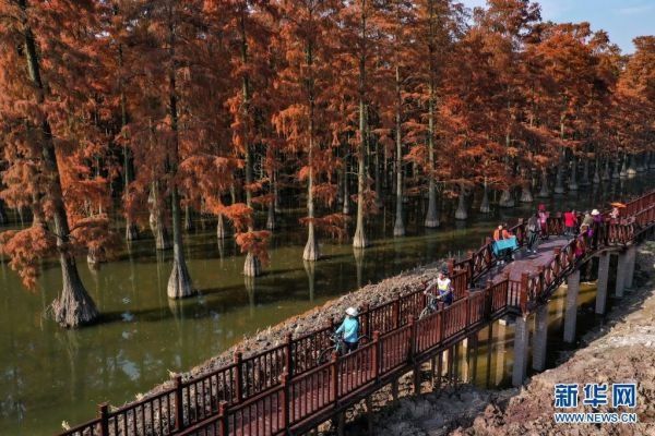 新华社|新华社：武汉“水上森林”色彩斑斓