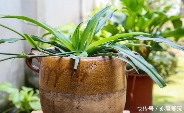 种花|卧室就养4种花，“养人”又养气，不是没有道理