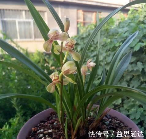 养兰花这点最关键,发芽多又壮,开花多又香,年年开花不断