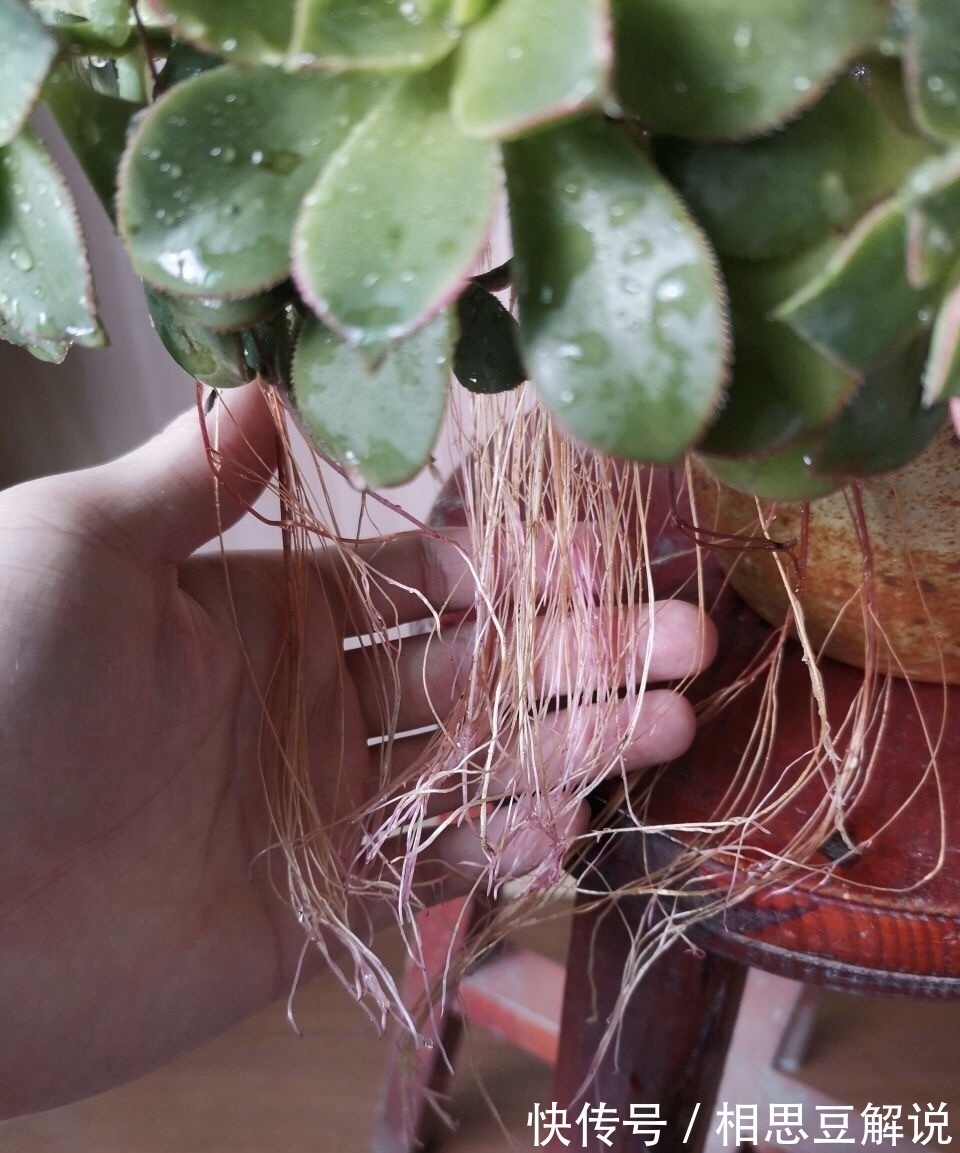 气根|养花很简单,看懂4个“信号”,就知道怎么养好了