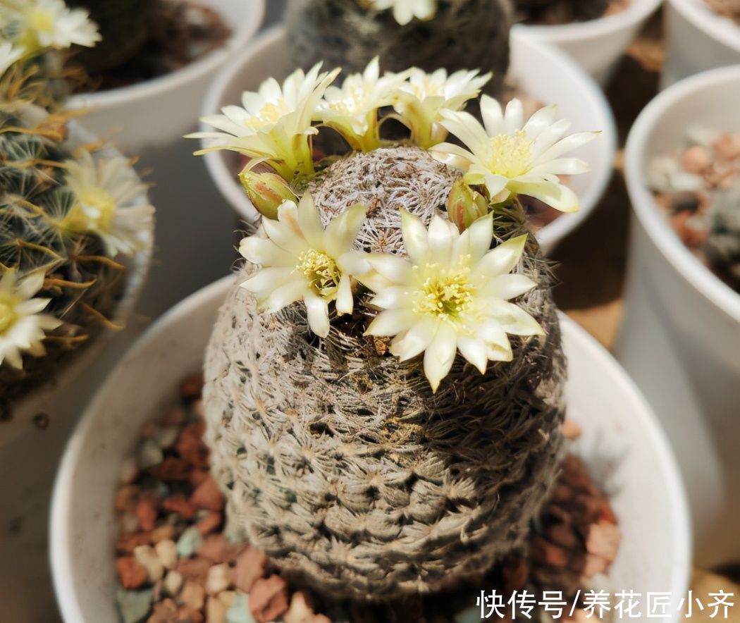 仙人球越养越瘦？告诉你真相，只有做好三不，才能饱满圆润开花多